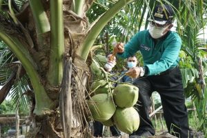 Kelapa di Inhil