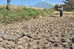 Sejumlah Daerah Ini Memasuki Puncak Musim Kmarau Lebih Awal