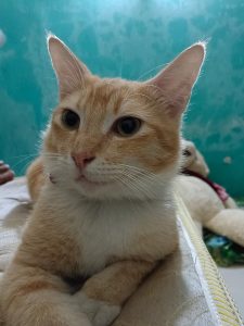 Molly Kucing Lucu