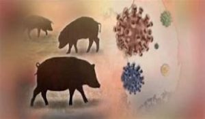 Virus Demam Babi Afrika