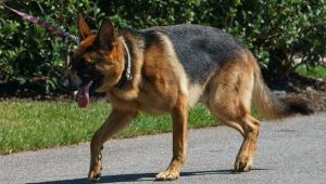 Anjing Commander
