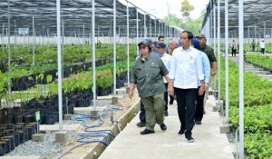 Presiden Kunjungi Pembibitan Pohon Mentawir