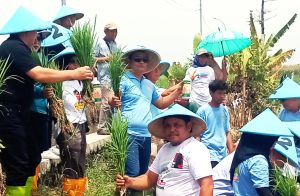 Tanam Padi Tegal