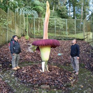 Bunga bangkai di Kebun Raya Cibodas