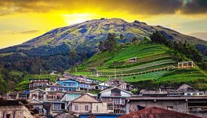 Nepal van java