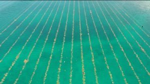 Budidaya Rumput Laut di NTT