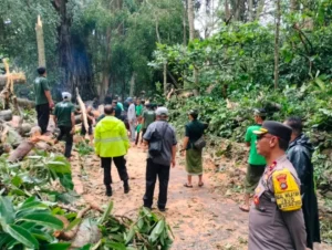 Turis asing Tewas Tertimpa Pohon di Bali
