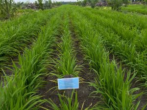 Progres Program Tanam Padi PTPN