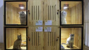Hotel Kucing