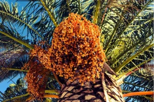 Kurma Diatas Pohon