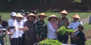 Penanaman Padi Serentak oleh Bupati Semarang