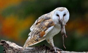 Tyto Alba Burung Hantu Pemakan Tikus