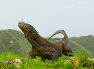 Komodo