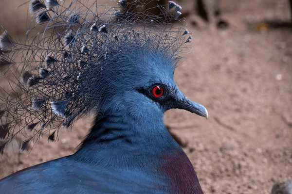 Nama Spesies Hewan yang Menggunakan Nama Tokoh -Tokoh Dunia