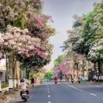 Pesona Kota Magelang Bulan Oktober Serasa di Jepang