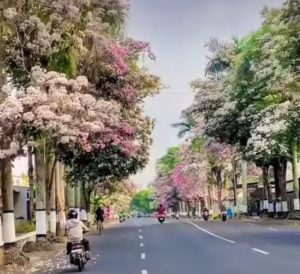 Tabebuya Magelang 1